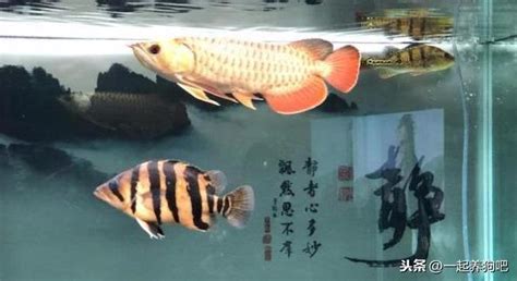 養龍魚好處|龍魚養殖：13種飼養技巧建議